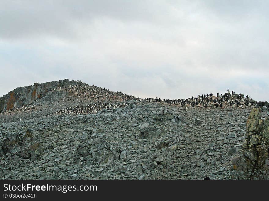 Chinstrap penguin colony in Antarctica