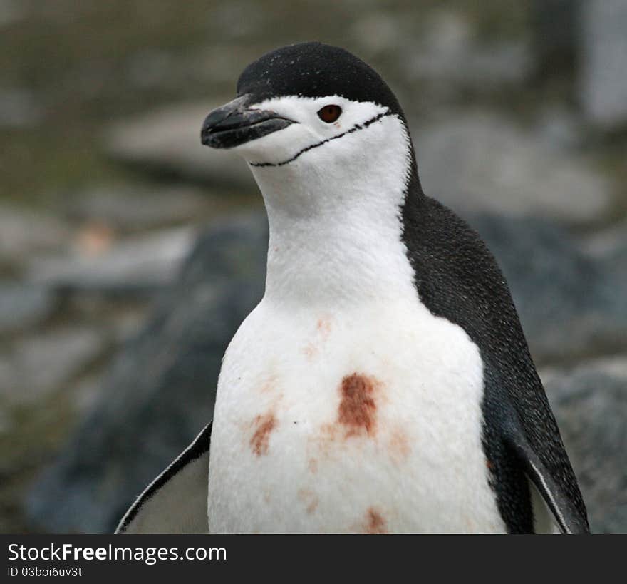 Chinstrap penguin 6