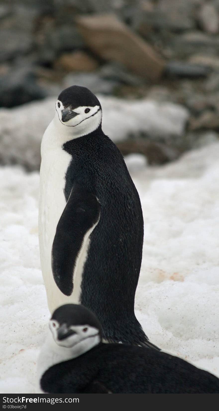 Chinstrap penguin on a beach. Chinstrap penguin on a beach