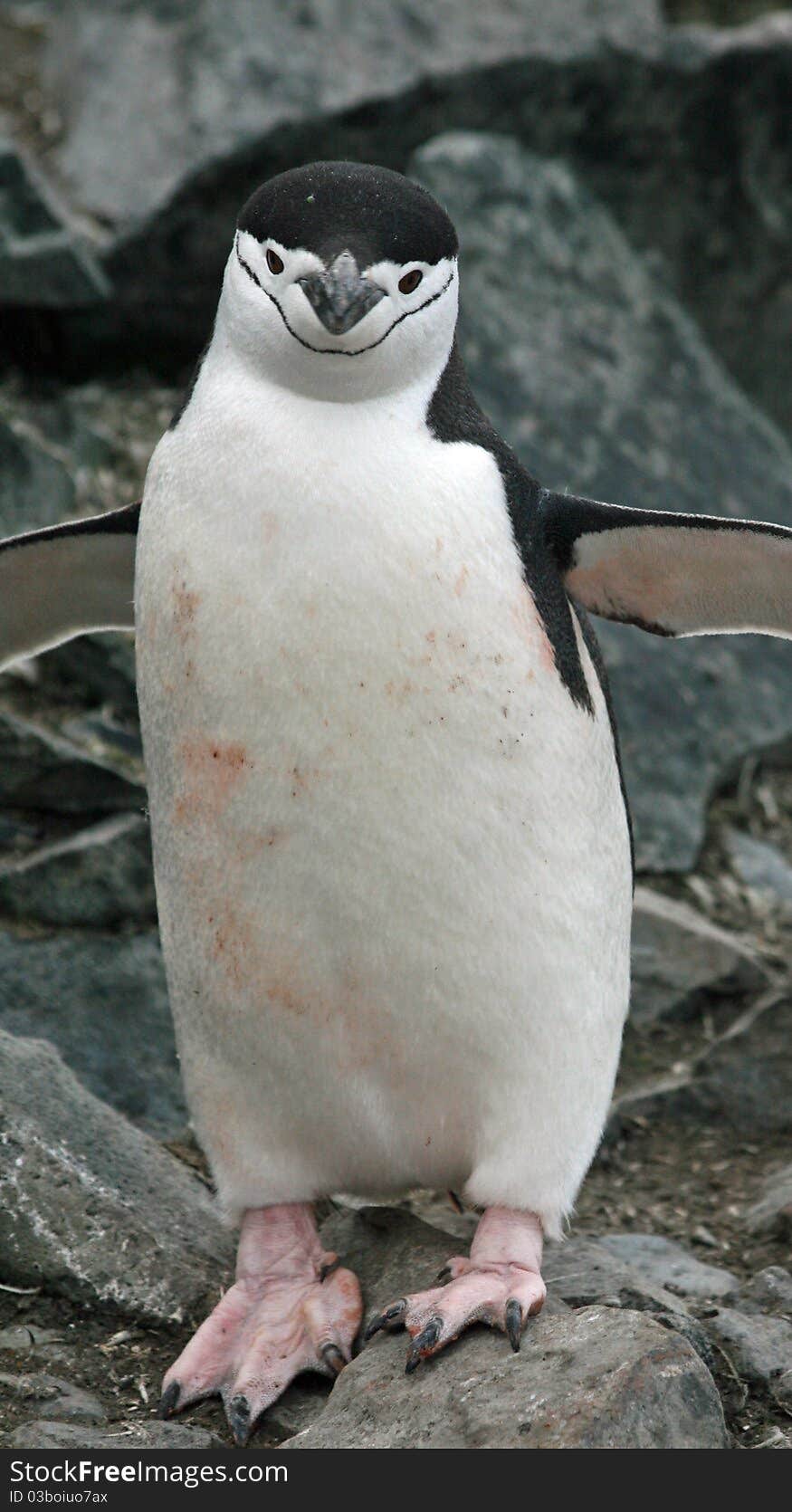 Chinstrap penguin on a beach. Chinstrap penguin on a beach