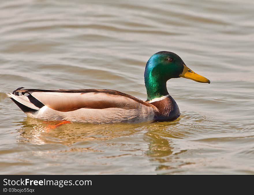 Close-up of a male Mallard