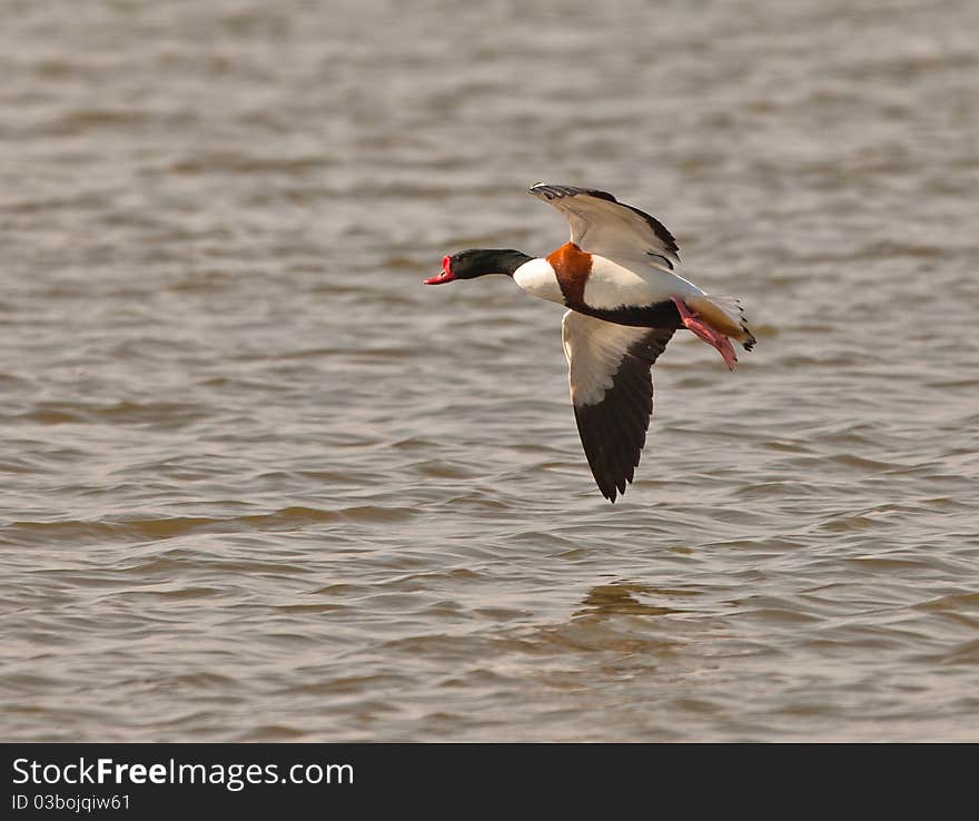 A male Shelduck (Tadorna tadorna) prepares to land on the water surface of a lagoon of the Llobregat river nature area, Spain. A male Shelduck (Tadorna tadorna) prepares to land on the water surface of a lagoon of the Llobregat river nature area, Spain.