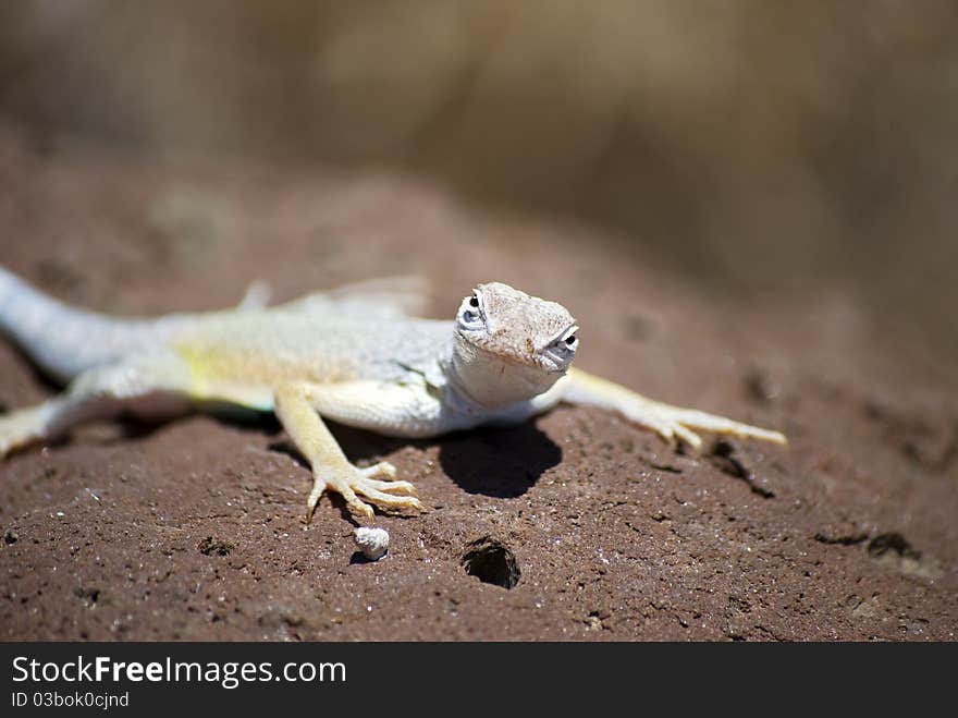 A lizard with a curious look on its face, resting on a rock in the desert. A lizard with a curious look on its face, resting on a rock in the desert