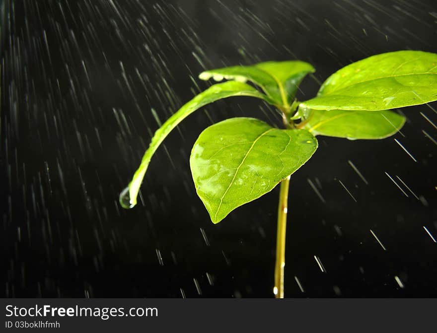 A young green plant with rain water. A young green plant with rain water