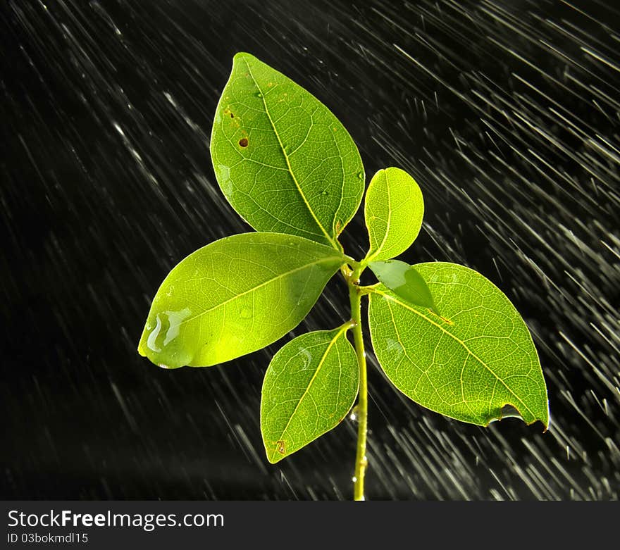 A young green plant with rain water. A young green plant with rain water