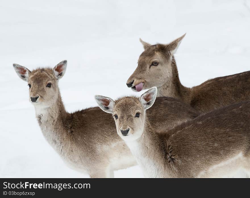 Three fallow deer outdoors in the snow during winter. Three fallow deer outdoors in the snow during winter