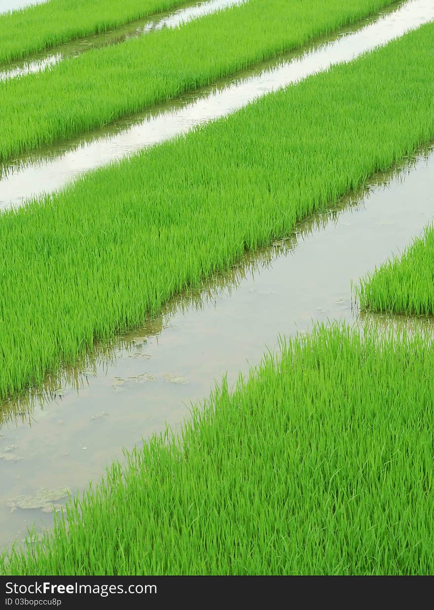 Spring rice fields in row. Spring rice fields in row