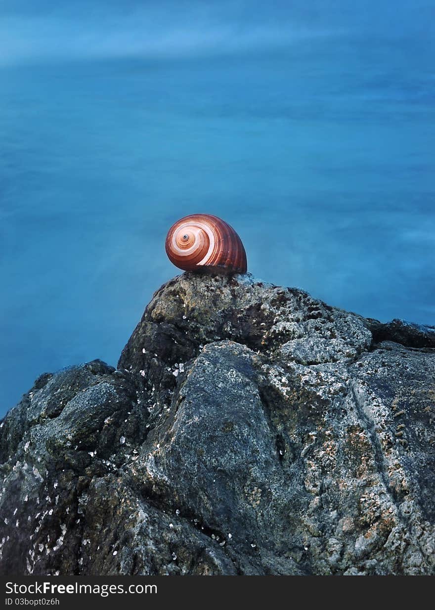 Conch in front of the sea.