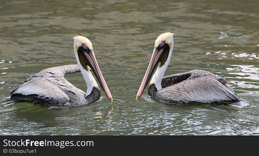 Brown Pelicans