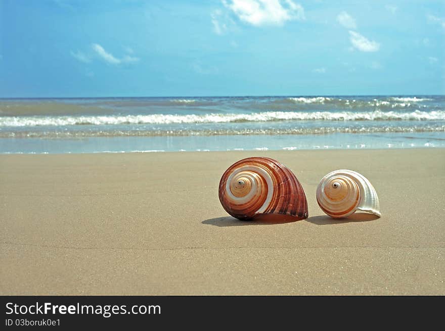 A pair of conchs on beach