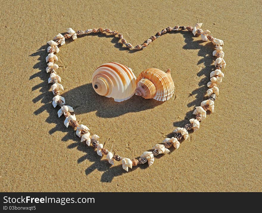 A pair of conchs on beach