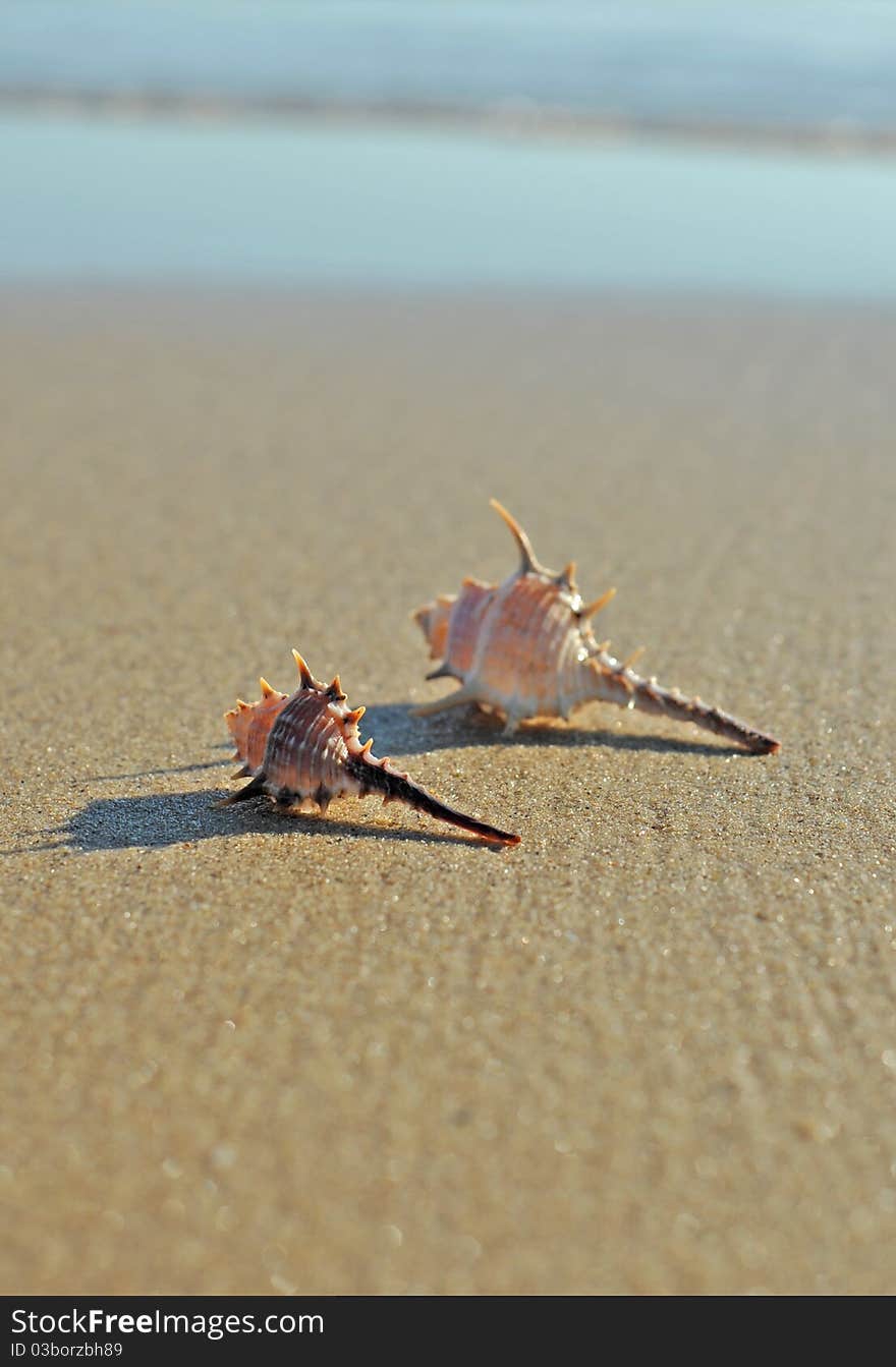 A pair of conch on the beach. A pair of conch on the beach