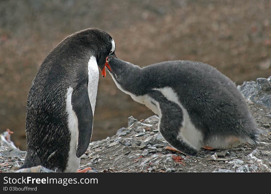 Gentoo penguin and chick on nest. Gentoo penguin and chick on nest