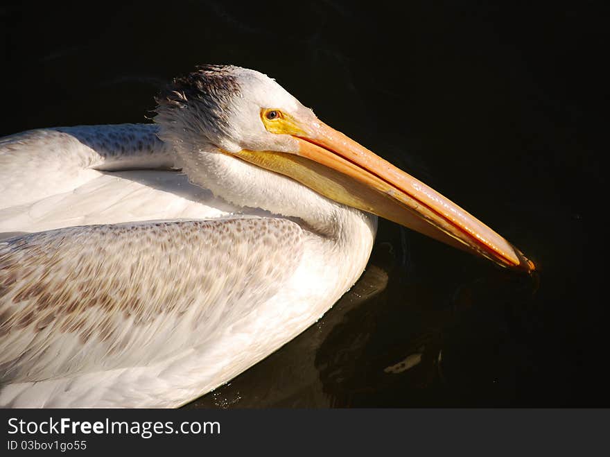 Pelican