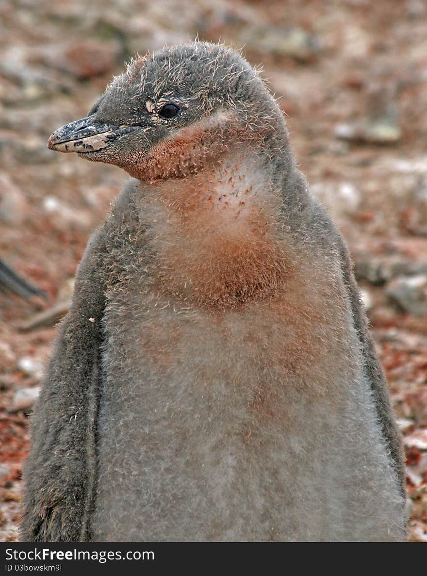 Chinstrap Penguin Chick 22