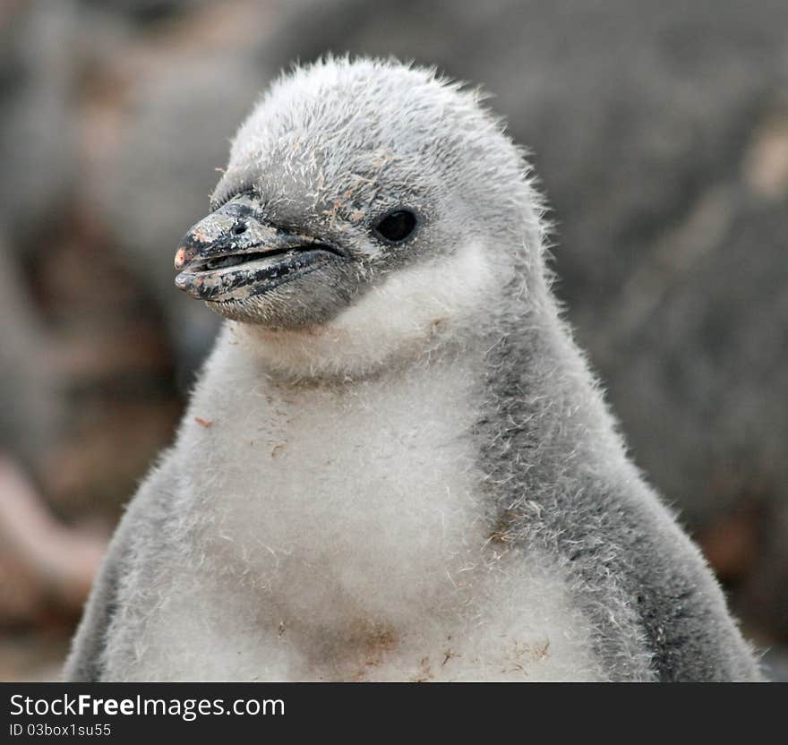 Chinstrap penguin chick 29