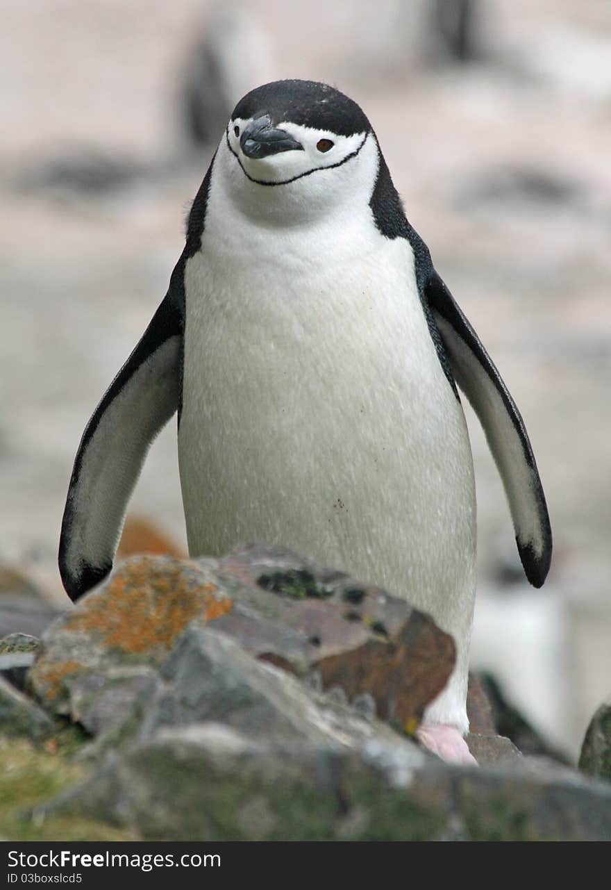 Chinstrap penguin 46