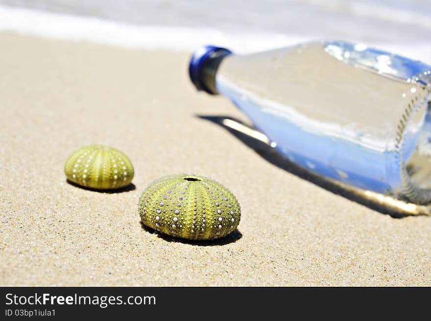 Beach scene with two dead sea urchin shells chin shells and a bottle of waterand a bottle of water