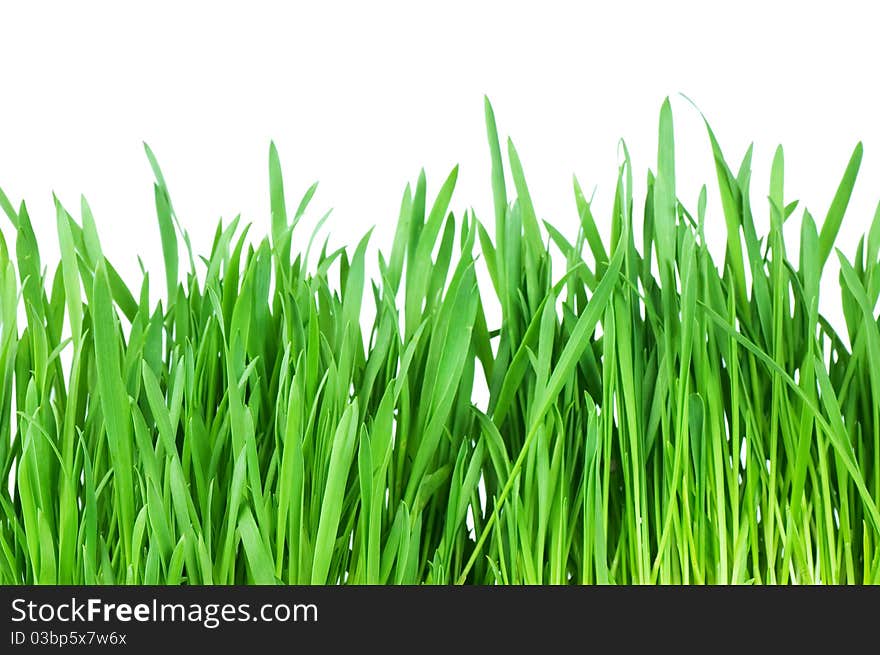 Fresh green grass isolated on white