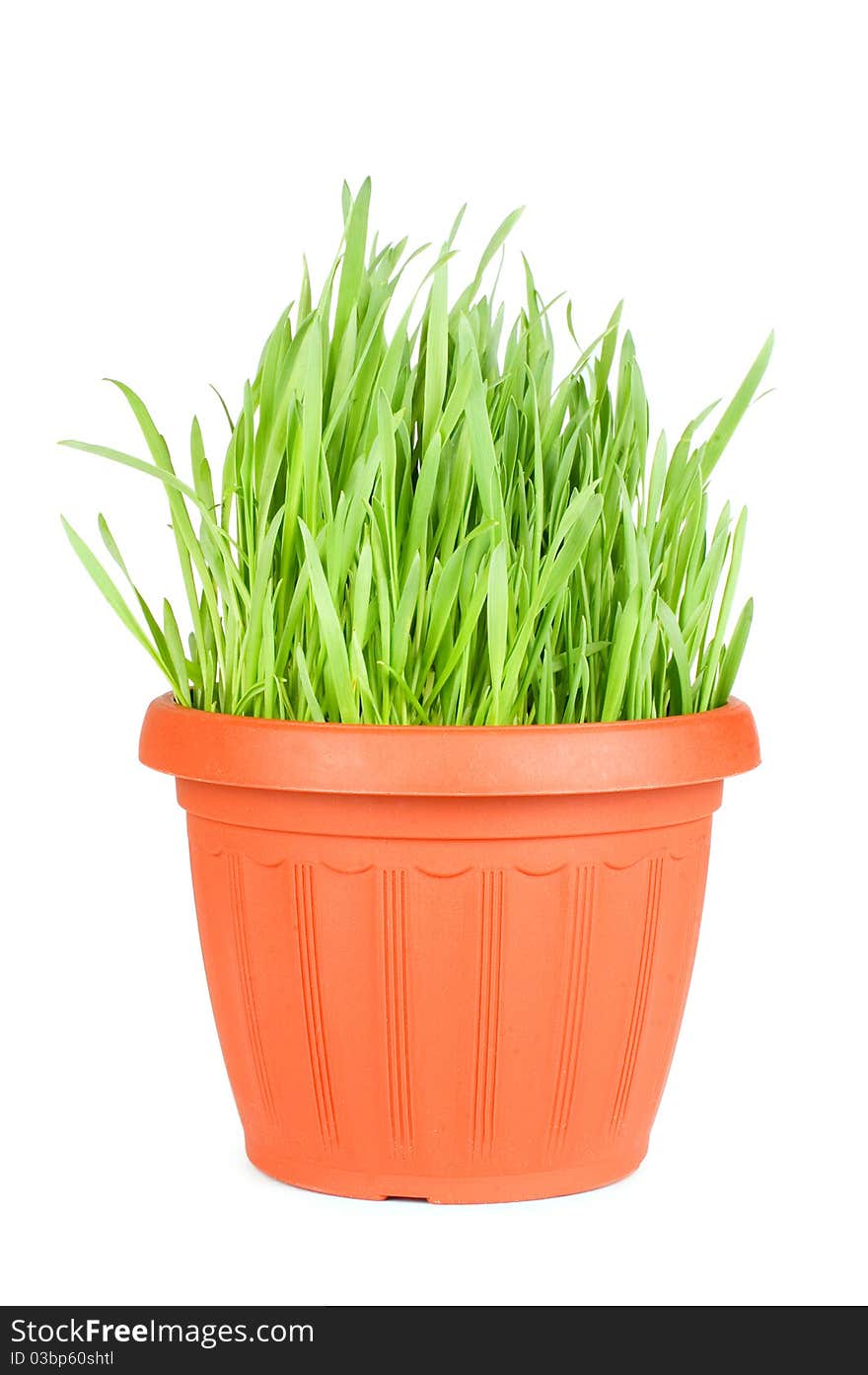 Green grass in a pot isolated on a white