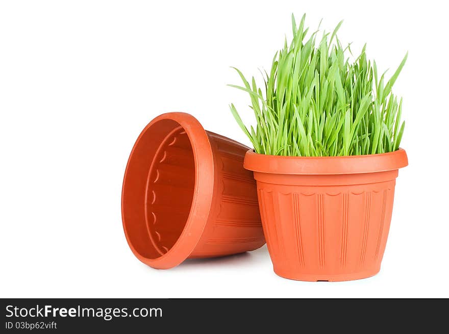 Green grass in a pot isolated on a white