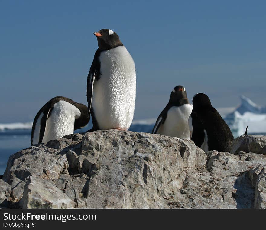 Gentoo penguins on their nest. Gentoo penguins on their nest