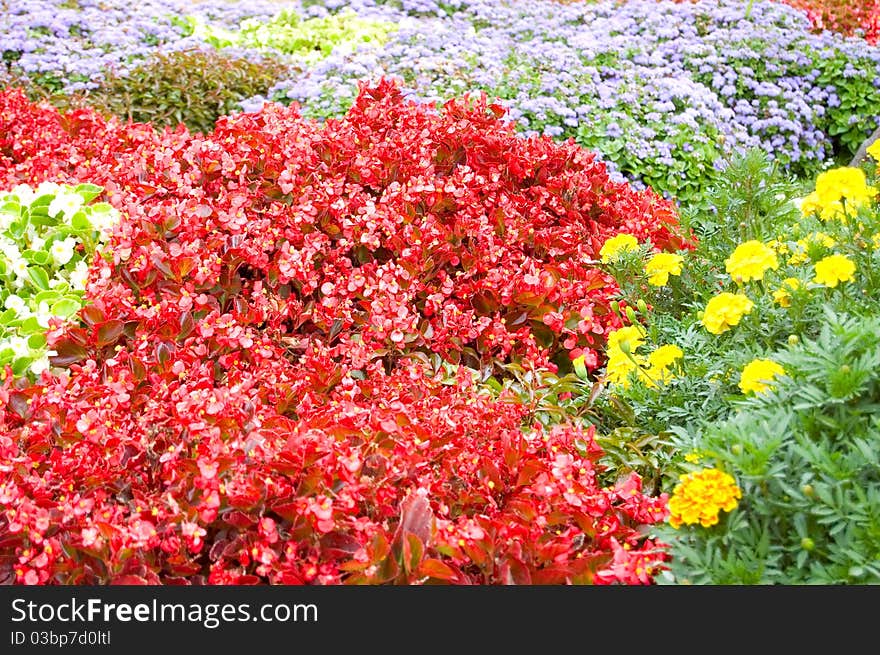 Colourful flowers