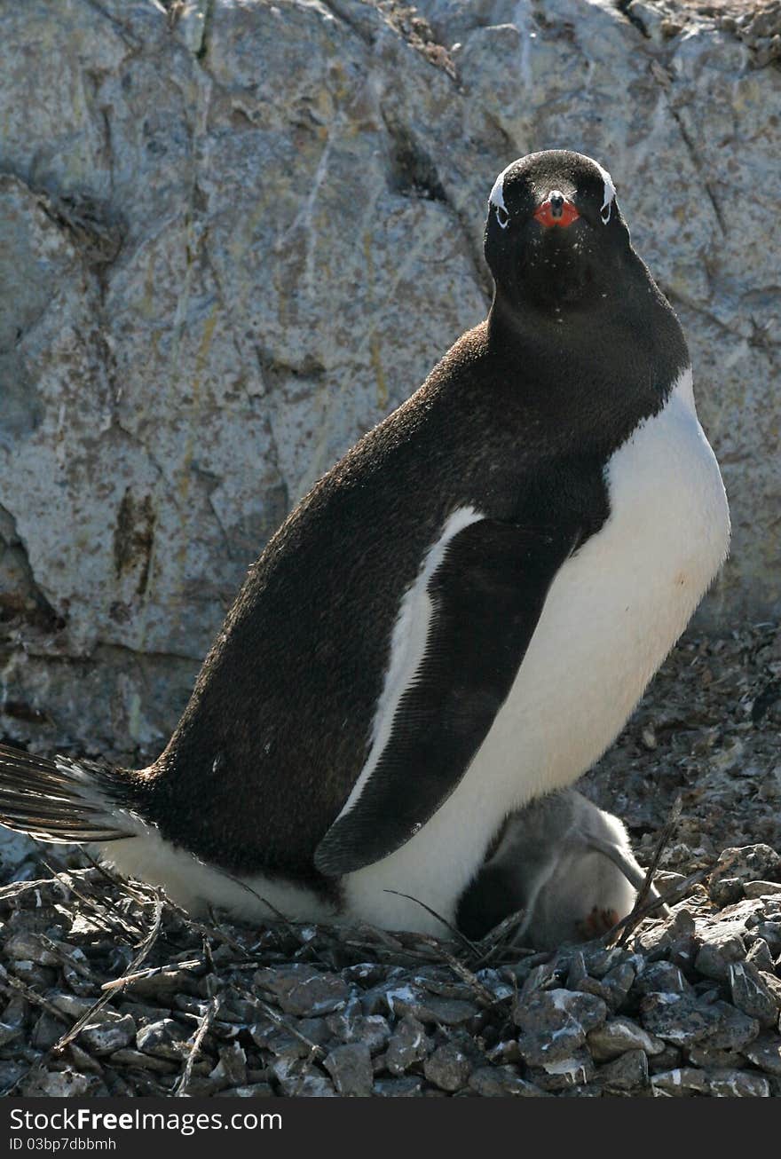 Gentoo Penguin And Chick