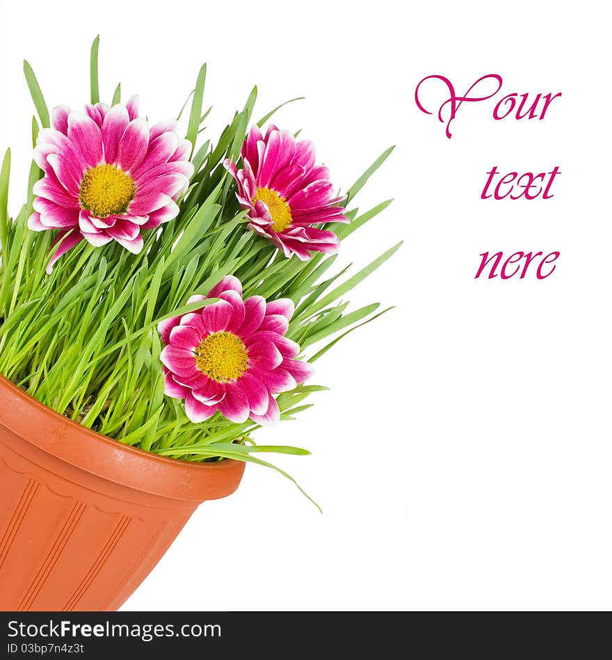 Green Grass In A Pot Isolated On A White