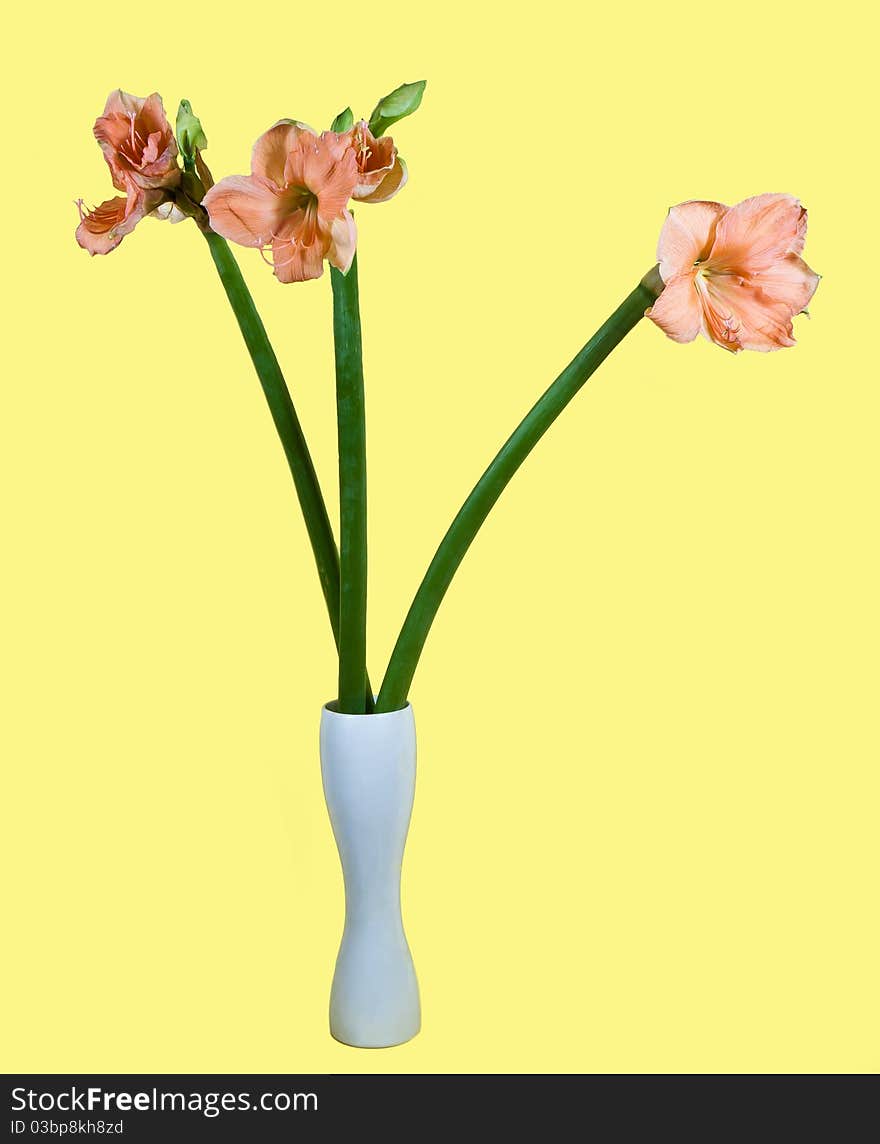 Bouquet Of Amaryllis  In A Vase