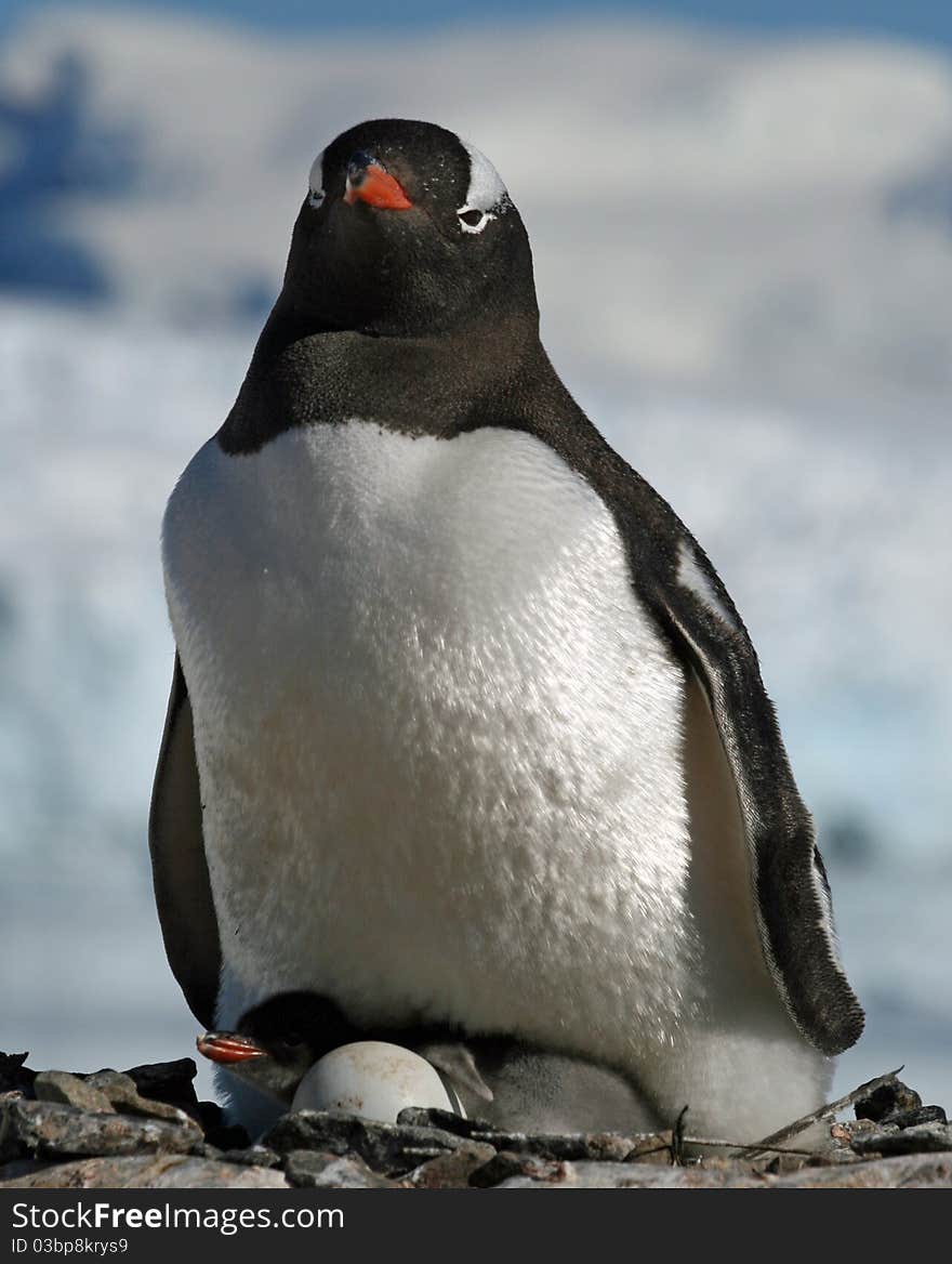 Gentoo penguin and chick on nest. Gentoo penguin and chick on nest