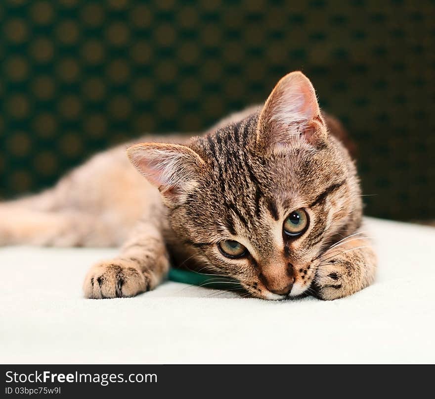 Tabby Cat looking into camera