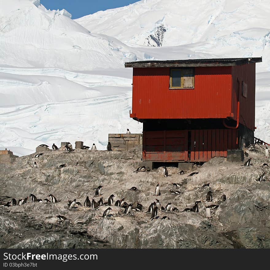 Gentoo penguins at Base Brown