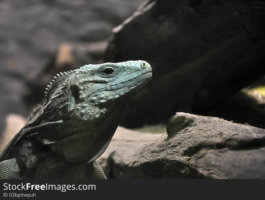 Lizard head on a dark background