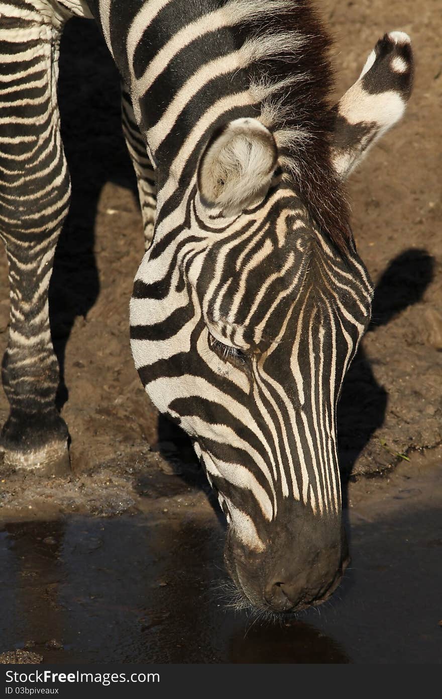 Zebra drinking water