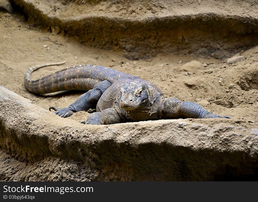 Komodo dragon in one of the Czech zoos