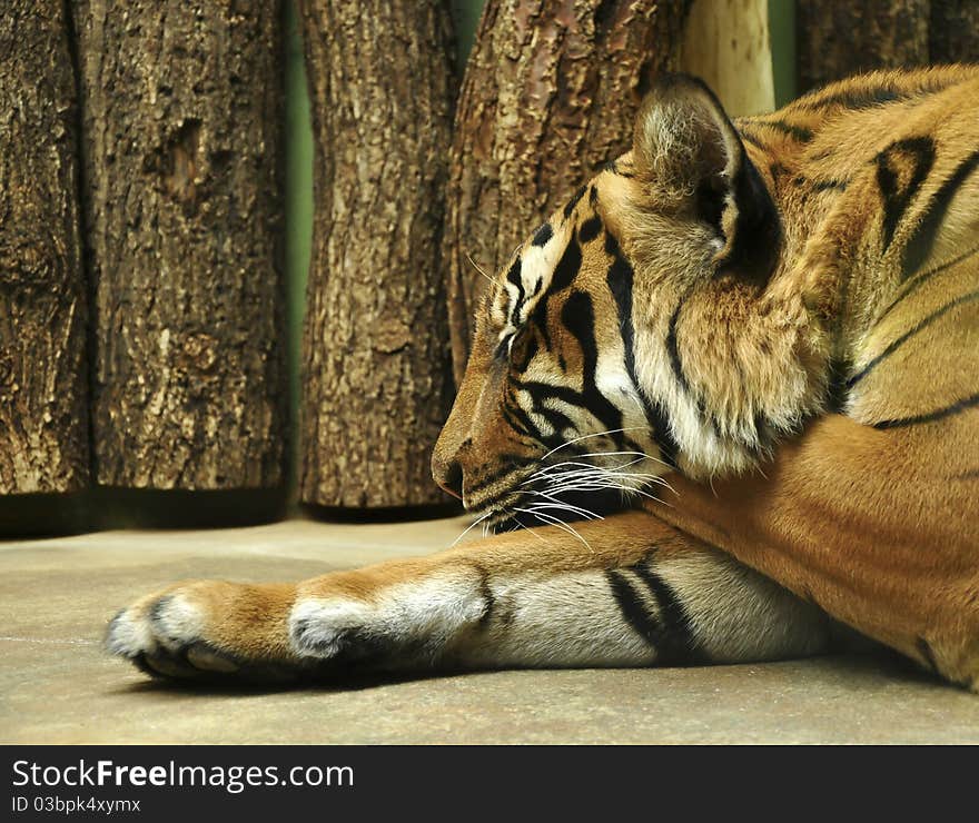 Tiger resting. detail of the head