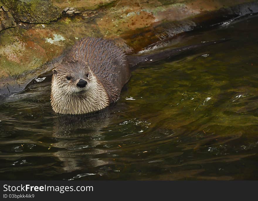 Otter in one of the Czech zoos