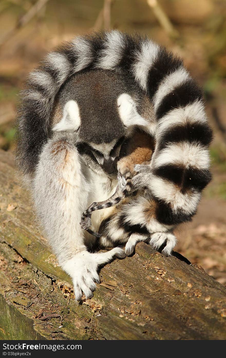 Animals: Ring-tailed lemur caring for her baby