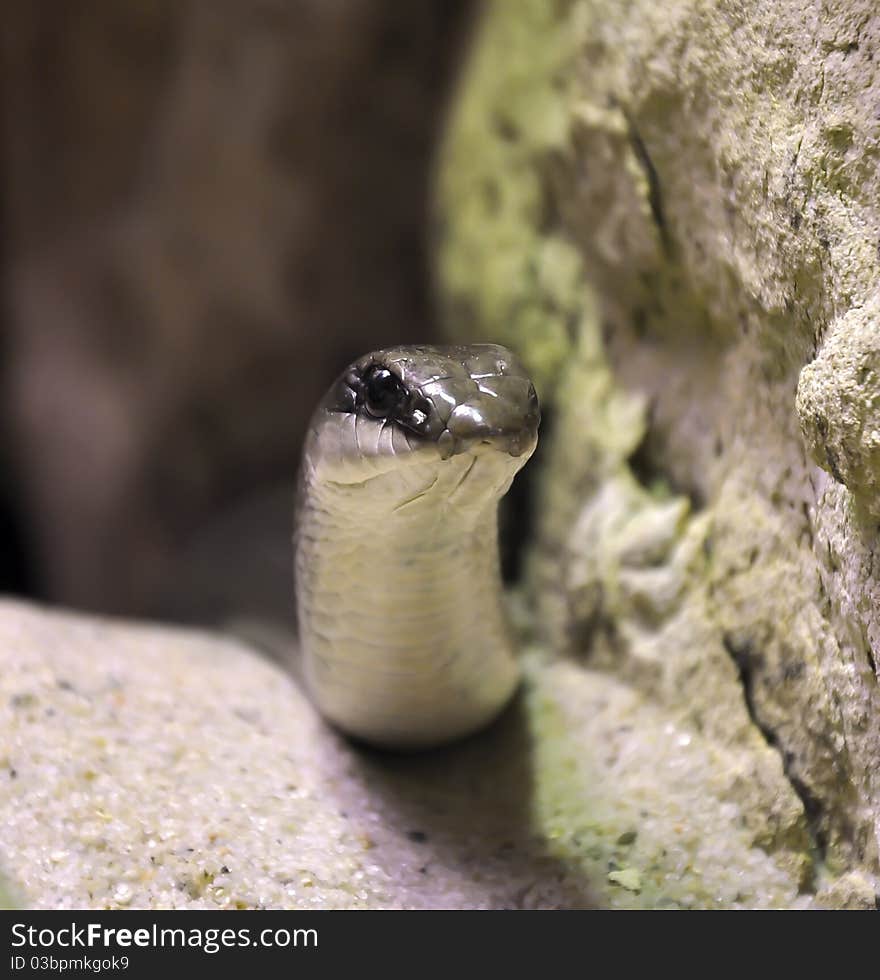 Rufous Beaked Snake in Czech zoo