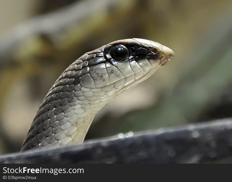 Rufous Beaked Snake in Czech zoo