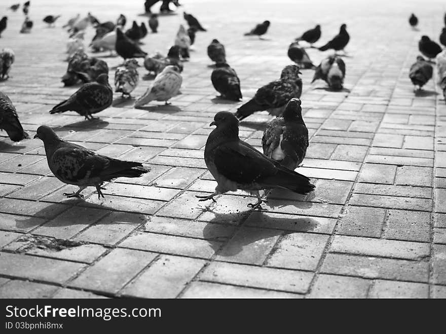 Black and white image of walking pigeons