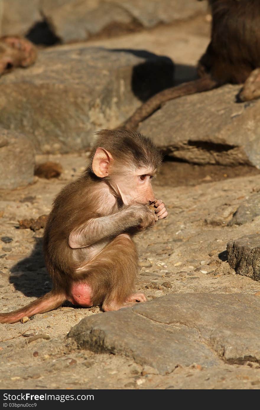 Animals: Cute little baby baboon eating