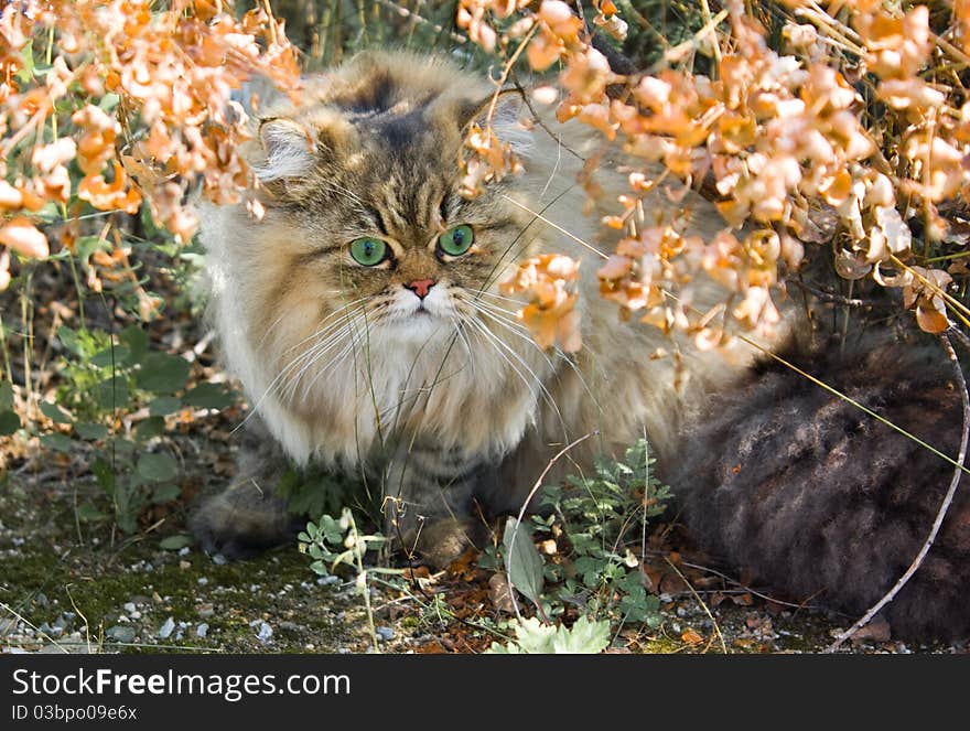 Green-eyed persian cat is sitting in the grass