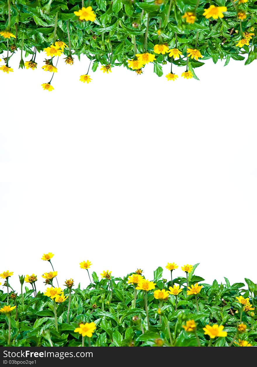 Green leaves and yellow little daisies isolated as frame. Green leaves and yellow little daisies isolated as frame.