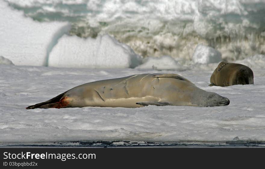 Crabeater Seal 12