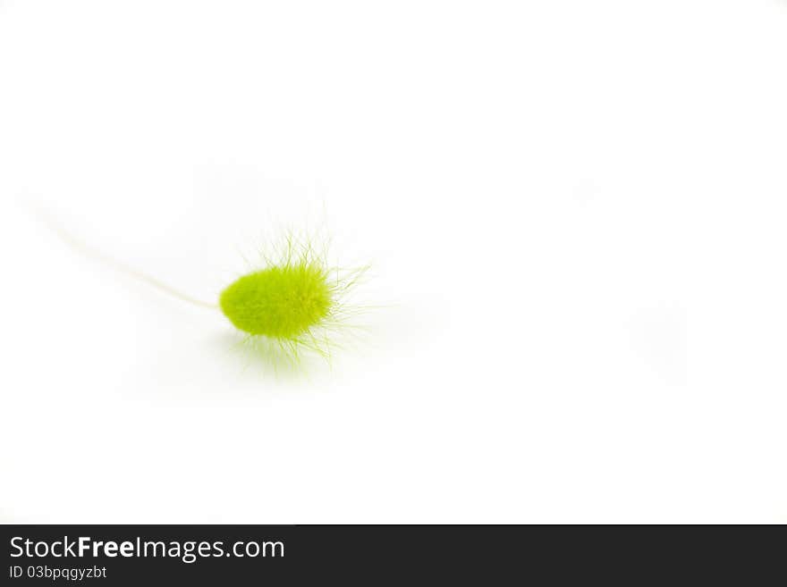 Green down made of a plant cone on a white background