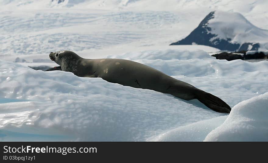 Crabeater Seal 14