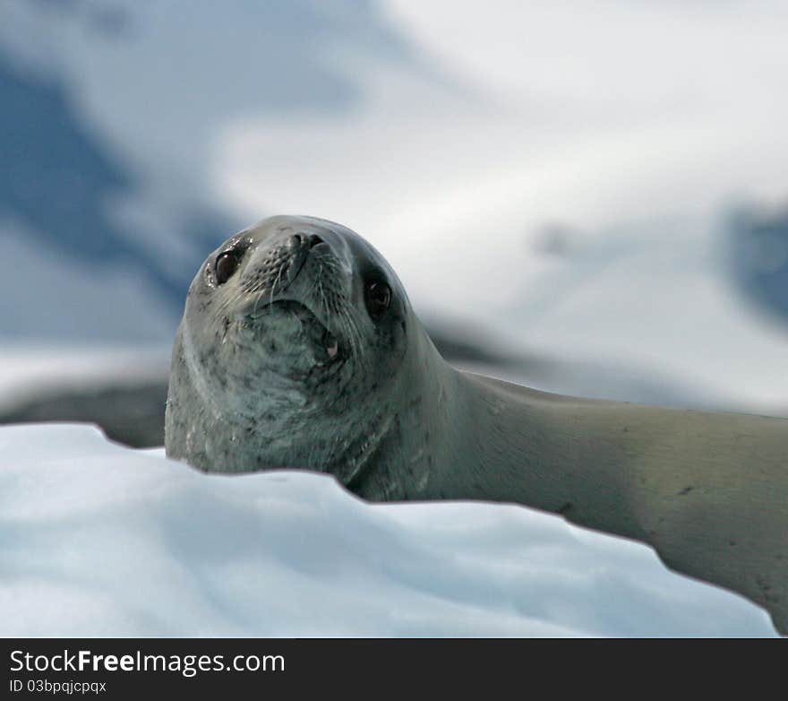 Crabeater Seal 13