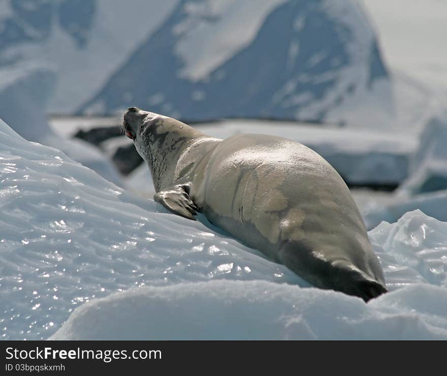 Crabeater Seal 15